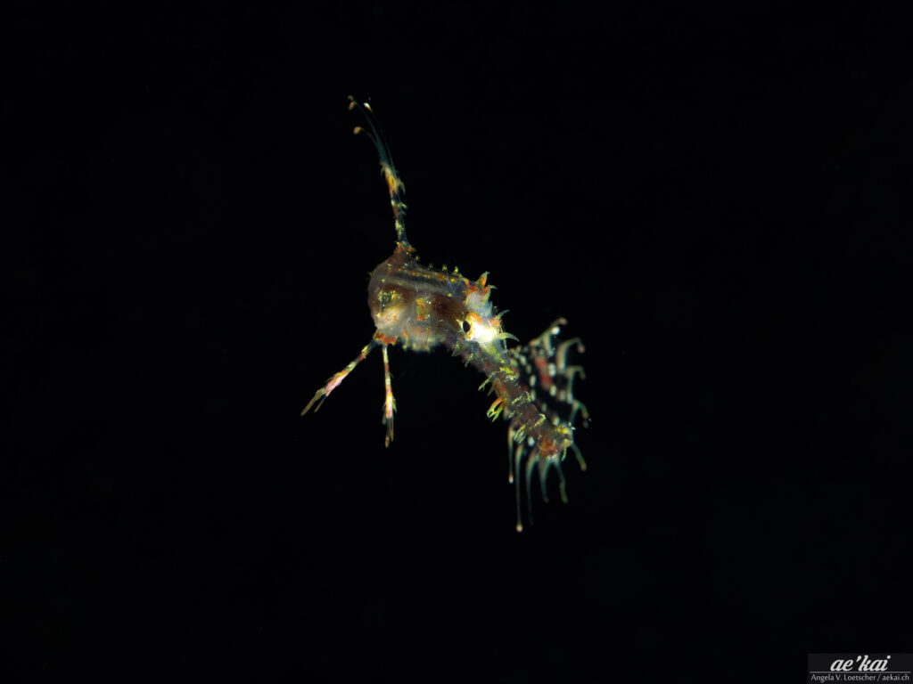 Ornate Ghost Pipefish (Solenostomus paradoxus) aka Harlequin Ghost Pipefish, juvenile on black background