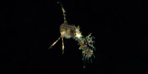 Ornate Ghost Pipefish (Solenostomus paradoxus) aka Harlequin Ghost Pipefish, juvenile on black background
