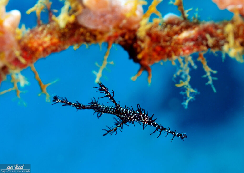 Juvenile black Ornate Ghost Pipefish (Solenostomus paradoxus) aka Harlequin Ghost Pipefish