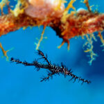 Juvenile black Ornate Ghost Pipefish (Solenostomus paradoxus) aka Harlequin Ghost Pipefish