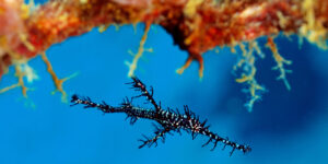 Juvenile black Ornate Ghost Pipefish (Solenostomus paradoxus) aka Harlequin Ghost Pipefish