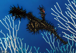 Black Ornate Ghost Pipefish (Solenostomus paradoxus) aka Harlequin Ghost Pipefish, framed by white coral