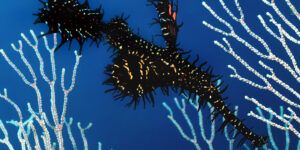 Black Ornate Ghost Pipefish (Solenostomus paradoxus) aka Harlequin Ghost Pipefish, framed by white coral