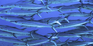 Schooling Heller's Barracuda (Sphyraena helleri) in Hawaii