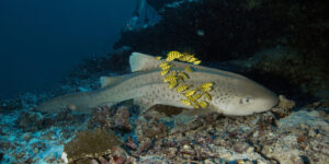 Zebra Shark (Stegostoma fasciatum) with juvenile Golden Trevally (Gnathanodon speciosus) in the Maldives