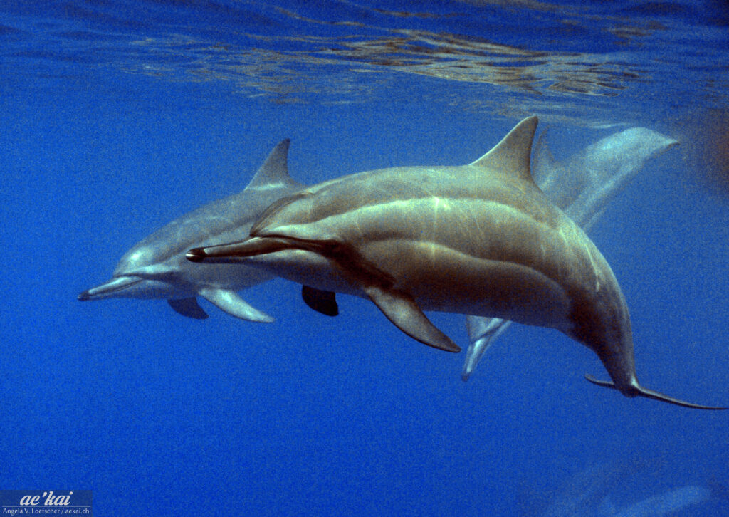 Stenella longirostris; three Spinner Dolphin cruising the Pacific in Hawaii