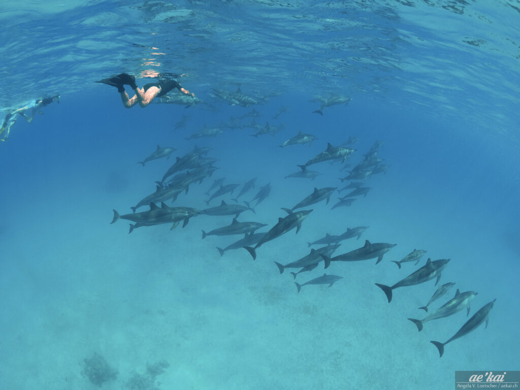 A pod of Spinner Dolphins (Stenella longirostris); Red Sea; Egypt
