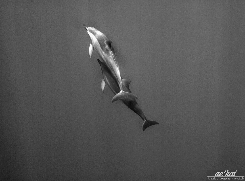 Black-and-white of Stenella longirostris; two Spinner Dolphin; Pacific; Hawaii