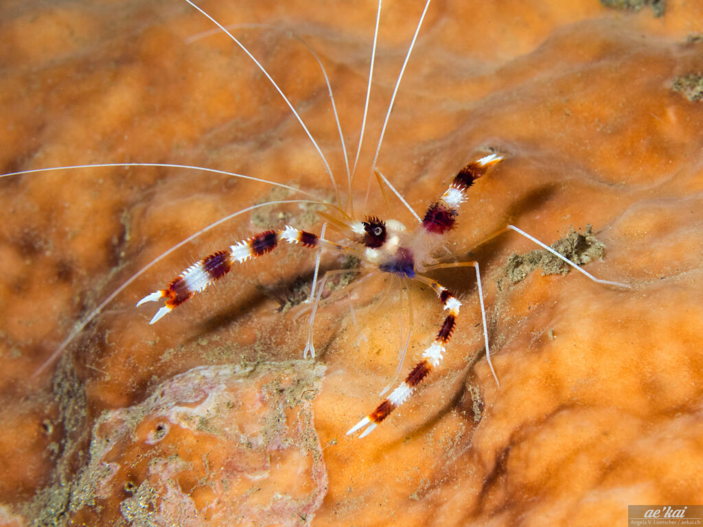Stenopus hispidus; Banded Boxer Shrimp; Gebänderte Scherengarnele; cleaning shrimp in Siladen, Sulawesi, Indonesia