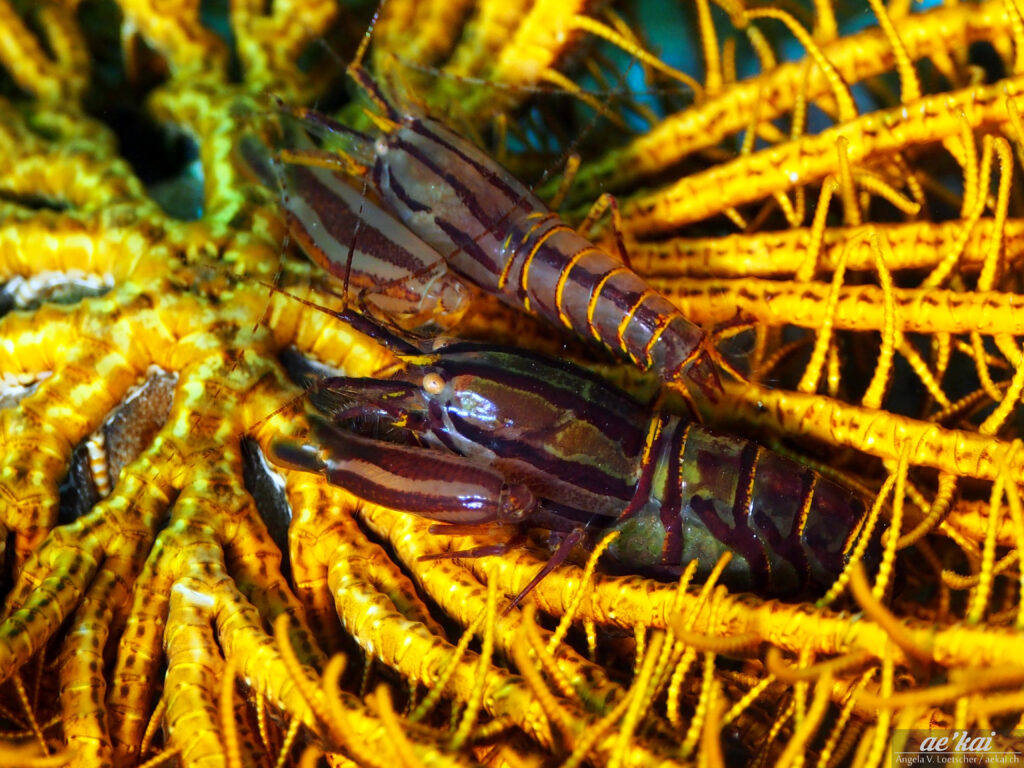 Synalpheus stimpsoni; Stimpson's Snapping Shrimp; Stimpsons Haarstern-Knallkrebs; pair of snapping shrimp; two transparent-black-lined shrimp on yellow feather star