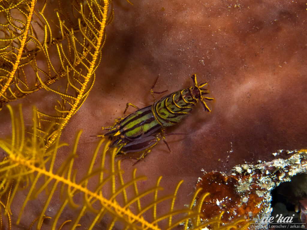Synalpheus stimpsoni; Stimpson's Snapping Shrimp; Stimpsons Haarstern-Knallkrebs; green-black-lined shrimp on sponge next to feather star