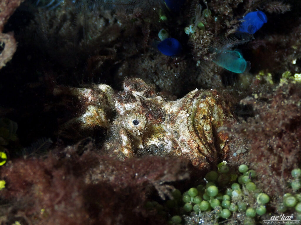 Estuarine Stonefish (Synanceia horrida), an ambush predator on the Manado Coast, Sulawesi, Indonesia.