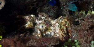 Estuarine Stonefish (Synanceia horrida), an ambush predator on the Manado Coast, Sulawesi, Indonesia.