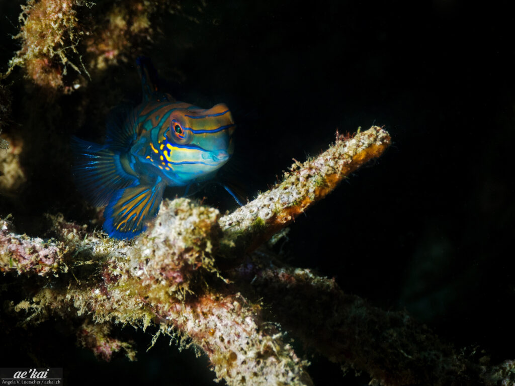 Strikingly colored Mandarinfish (Synchiropus splendidus)