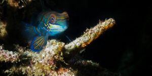 Strikingly colored Mandarinfish (Synchiropus splendidus)