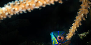 Strikingly colored Mandarinfish (Synchiropus splendidus)