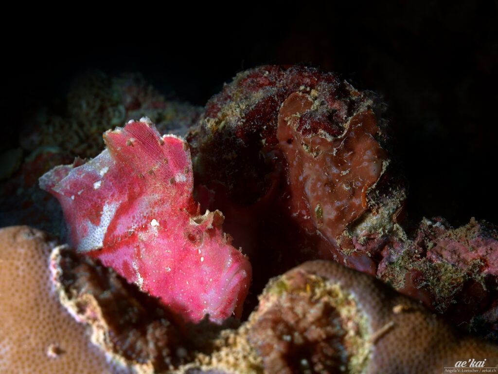 Pink-colored Leaf Scorpionfish (Taenianotus triacanthus)