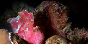 Pink-colored Leaf Scorpionfish (Taenianotus triacanthus)