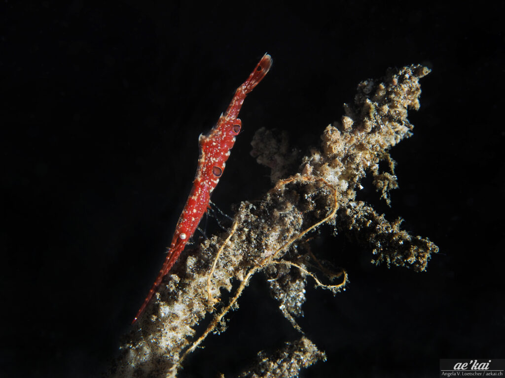 Tozeuma lanceolatum or Ocellated Tozeuma Shrimp, elongated red shrimp in Sulawesi