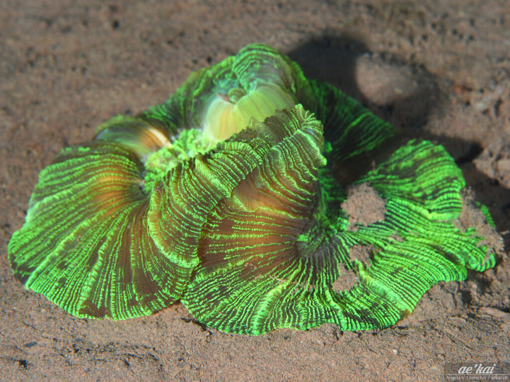 Trachyphyllia geoffroyi; Geoffroy's Coral; Geoffroys Koralle; disc-shaped coral with neon green bioluminescence
