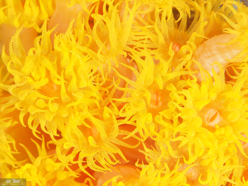 Tubastraea coccinea; Orange Cup Coral; Gelbe Kelchkoralle; yellow cup coral with tentacles out