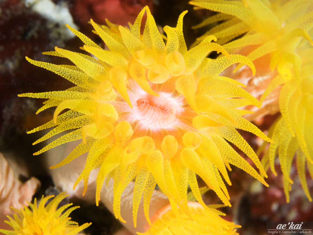 Tubastrea species aka Sunflower Polyp, vibrant yellow cup coral