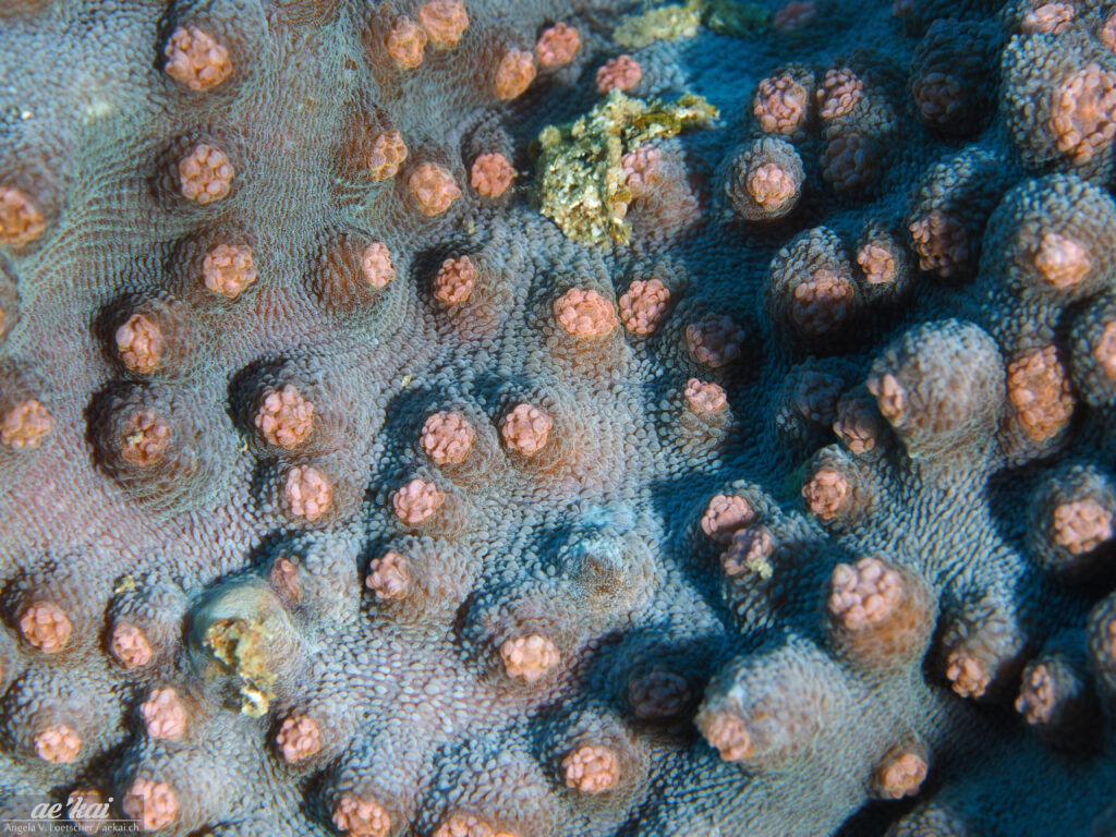 Turbinaria reniformis; Yellow Stony Coral; Gelbe-Salatkoralle; coral with bioluminescence from Indonesia