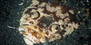 White-margin Stargazer (Uranoscopus sulphureus) in black sand laying in wait for prey.