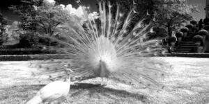 Infrared photo of white peacocks in Isola Bella, Italy