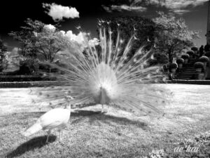 Infrared photo of white peacocks in Isola Bella, Italy