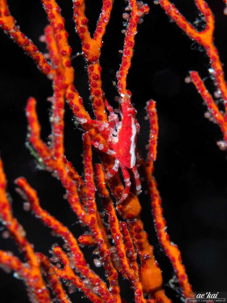 Xenocarcinus depressus or Depressed Spider Crab red-white crab sitting in red-orange gorgonia