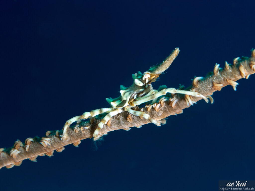 Xenocarcinus tuberculatus; Xeno Crab; Konische-Spinnenkrabbe on whip coral; Lembeh, Indonesia