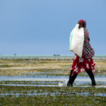 Seagrass Worker in Zanzibar