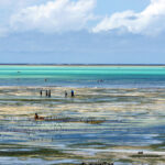 Colorful green-turquoise-blue Jambiani Beach by low tide in Zanzibar, with women harvesting sea grass.