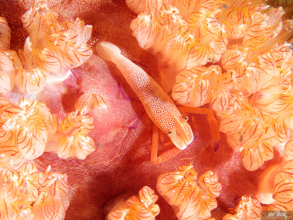 Zenopontonia rex; Emperor Shrimp; Imperator-Garnele; commensal living shrimp on nudibranch, orange and red colored shrimp with purple legs