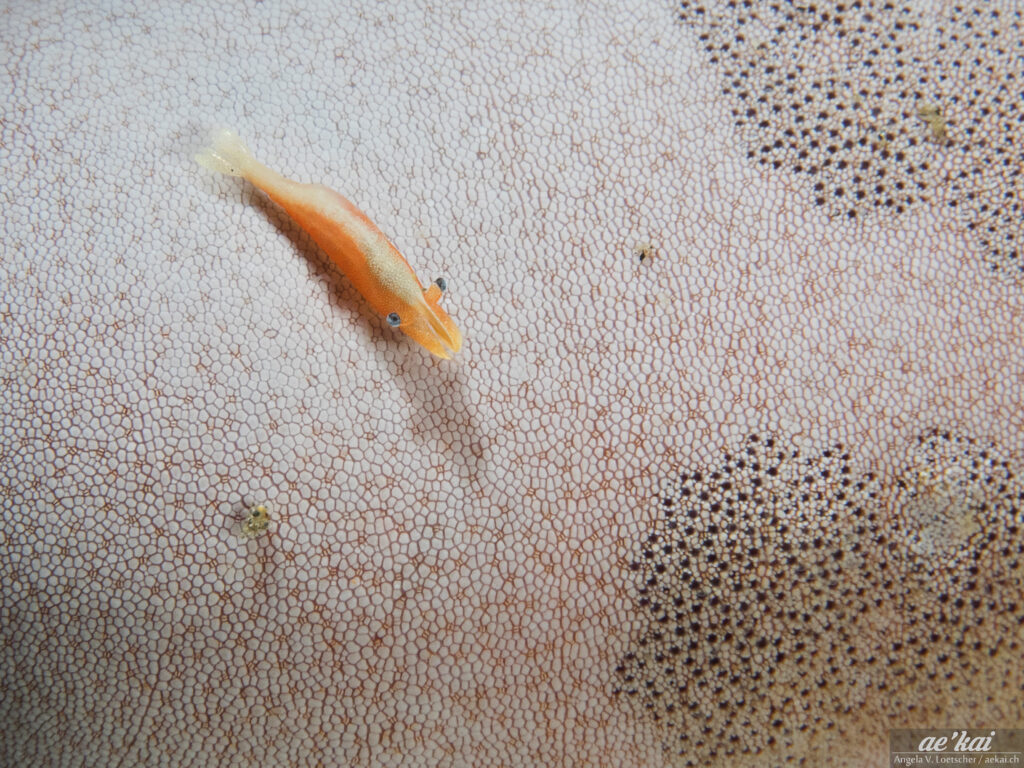 Zenopontonia soror; Starfish Shrimp; Seesterngarnele; commensal shrimp, orange shrimp with white stripe on starfish