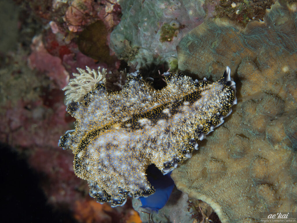 Acanthozoon alderi; Spangled Flatworm on coral at night