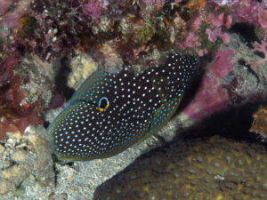 Calloplesiops altivelis; Comet (fish); Marine Betta; Echter Mirakelbarsch; fish imitating a white mouth moray eel with its coloration of white spots on dark color and a false ocelli. Shy fish, beautiful, but cryptic