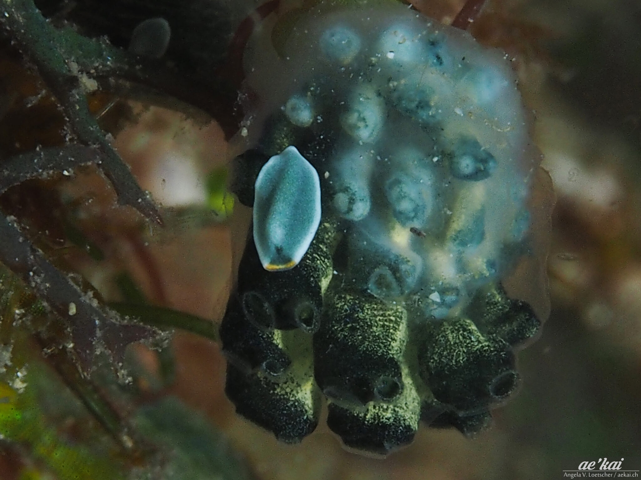 Polycladida Angela V. Loetscher PHOTOGRAPHY