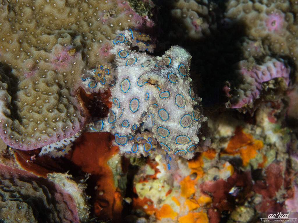 Hapalochlaena lunulata or Blue-ringed Octopus displaying its blue rings