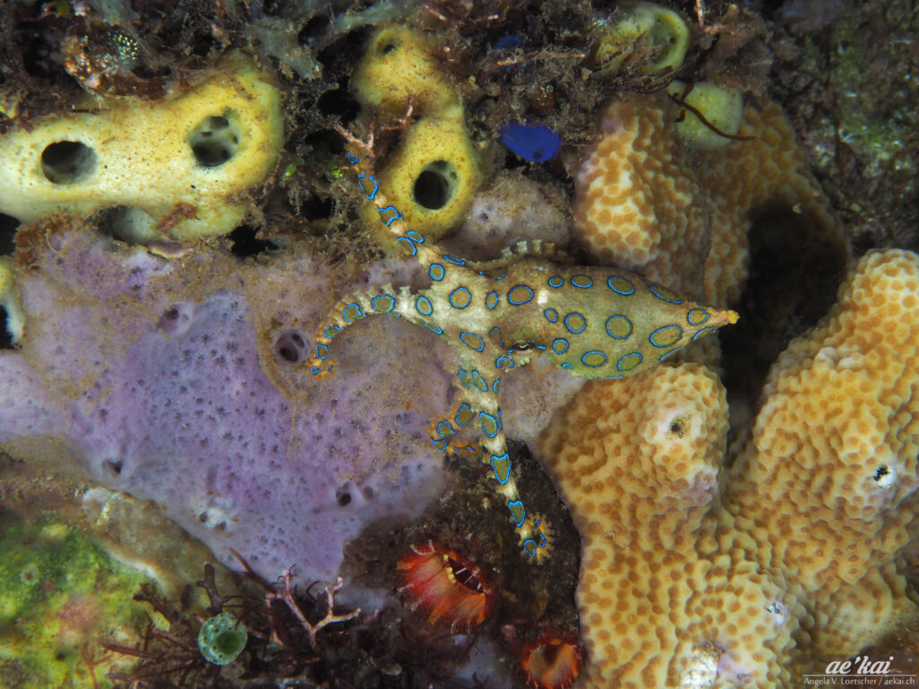 Hapalochlaena lunulata or Blue-ringed Octopus among corals displaying its vivid blue rings in Sulawesi (Indonesia).