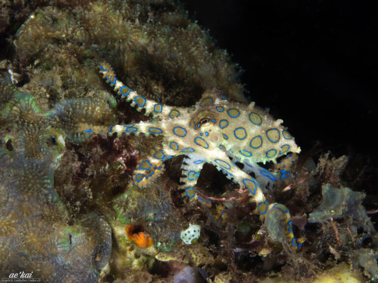 Hapalochlaena lunulata or Blue-ringed Octopus among corals displaying its vivid blue rings in Sulawesi (Indonesia).