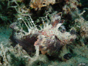 Inimicus didactylus; Spiny Devilfish; Ocean Walkman; Devil Stinger; Stachliger Teufelsfisch; very venomous fish from the stonefish family and a master of disguise