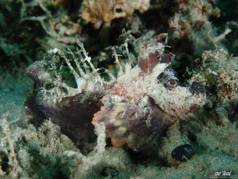 Inimicus didactylus; Spiny Devilfish; Ocean Walkman; Devil Stinger; Stachliger Teufelsfisch; very venomous fish from the stonefish family and a master of disguise