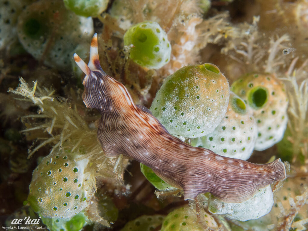 Prostheceraeus sp. 1B; undescribed flatworm from Indonesia, Sulawesi, with brown black white coloration