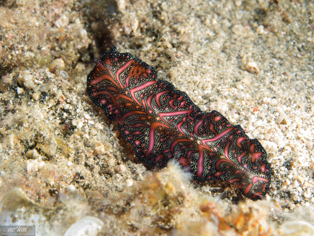 A strikingly black-gold-pink colored Persian Carpet Flatworm (Pseudobiceros bedfordi), on a sandy ground in Indonesia.