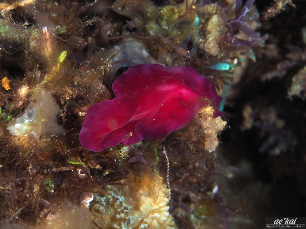 Pseudoceros rubronanus; Red Dwarf Flatworm; ruby red flatworm with white spots