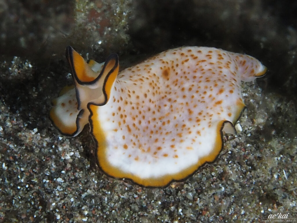 Pseudoceros sp. is an undescribed flatworm with a white base color, yellow spots on its body and a yellow and black marginal band. Imitated nudibranchs
