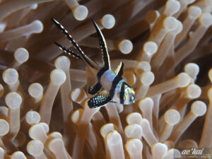 Pterapogon kauderni; Banggai Cardinalfish; Banggai-Kardinalbarsch; highly decorative tropical fish from Indonesia, endemic to the Island of Banggai.