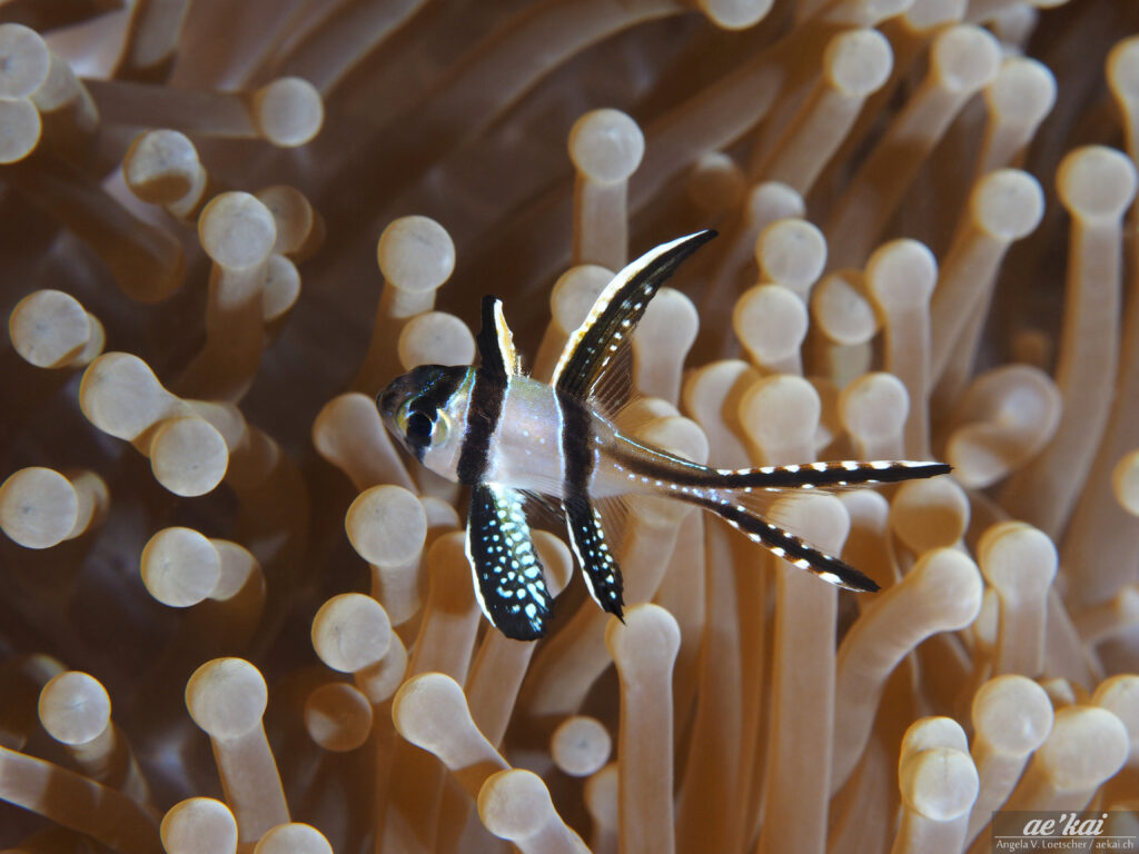 Pterapogon kauderni; Banggai Cardinalfish; Banggai-Kardinalbarsch; highly decorative tropical fish from Indonesia, endemic to the Island of Banggai.